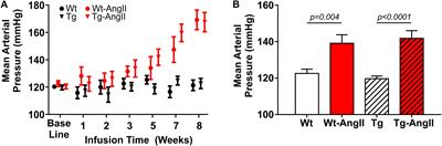 Hypertension and Pathogenic hAPP Independently Induce White Matter Astrocytosis and Cognitive Impairment in the Rat